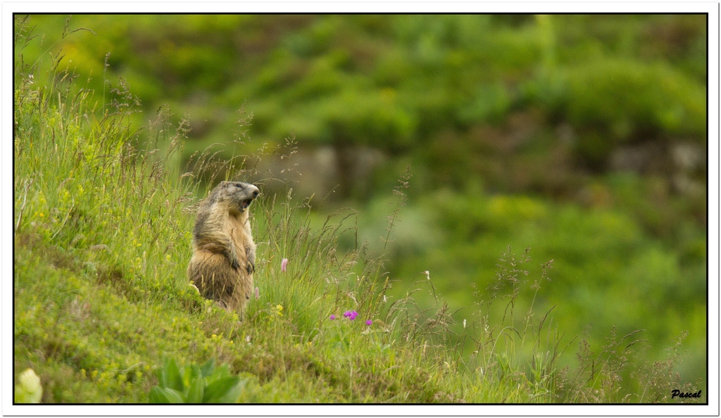 -marmotte2-1-sur-1-rec.jpg