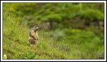 -marmotte2-1-sur-1-rec.jpg