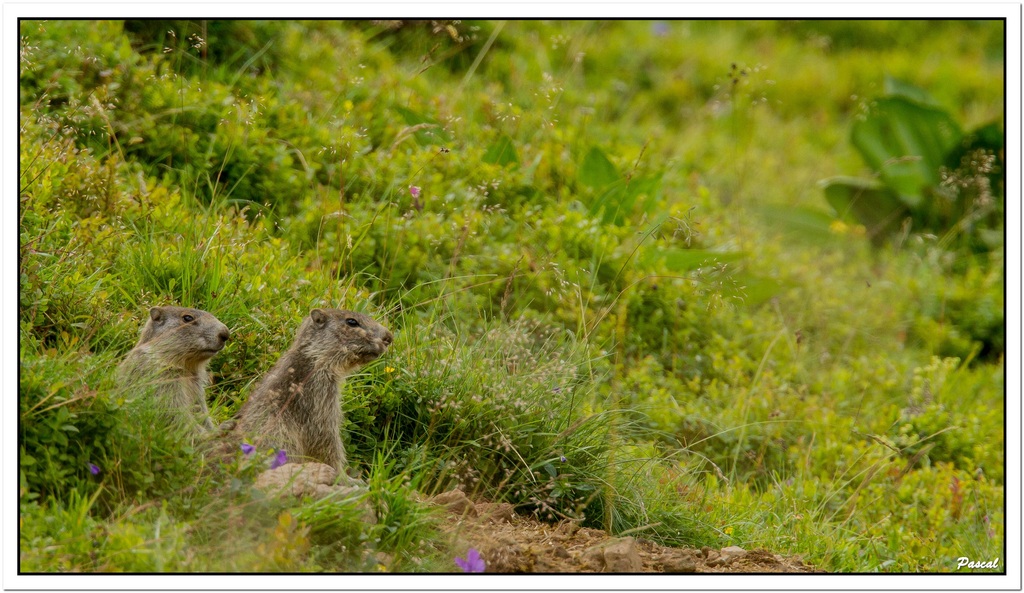 -marmottes-rec1.jpg