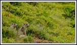 -marmottes-rec1.jpg
