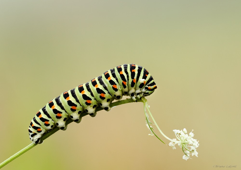 Mon premier diffuseur-chenille-machaon-stack1.jpg