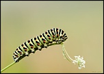 Mon premier diffuseur-chenille-machaon-stack1.jpg