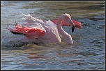 La Camargue