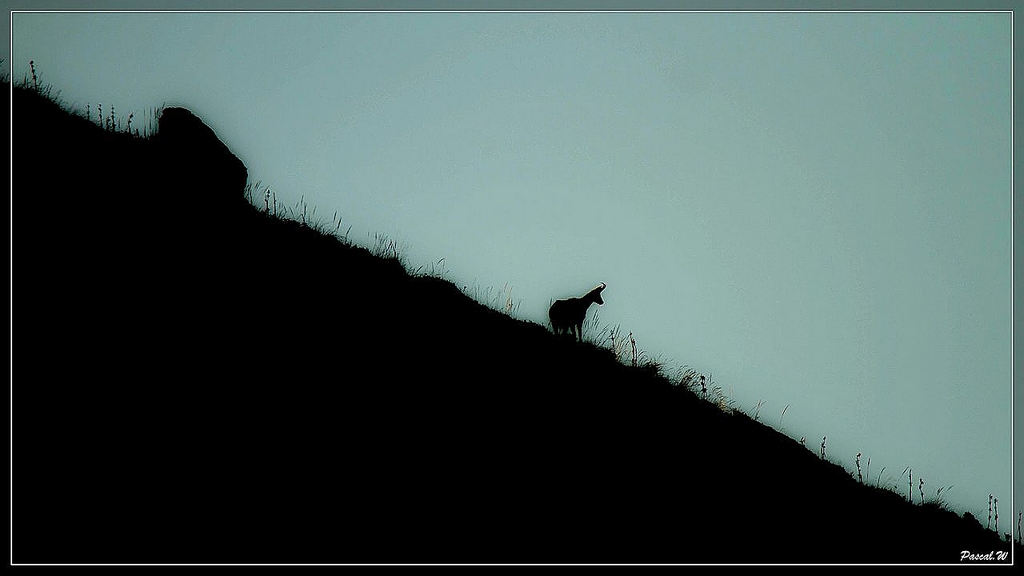 -chamois-le-fau-ombreter-sur-1-.jpg