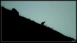 -chamois-le-fau-ombreter-sur-1-.jpg