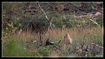 -img_0010.jpg