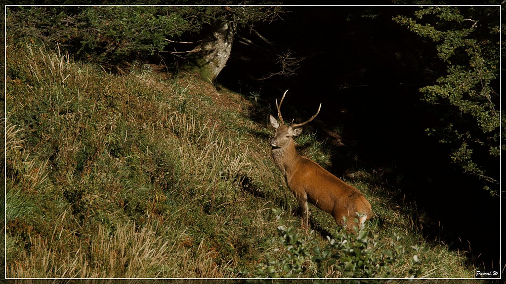 -cerf-le-fau.jpg