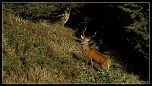 -cerf-le-fau.jpg