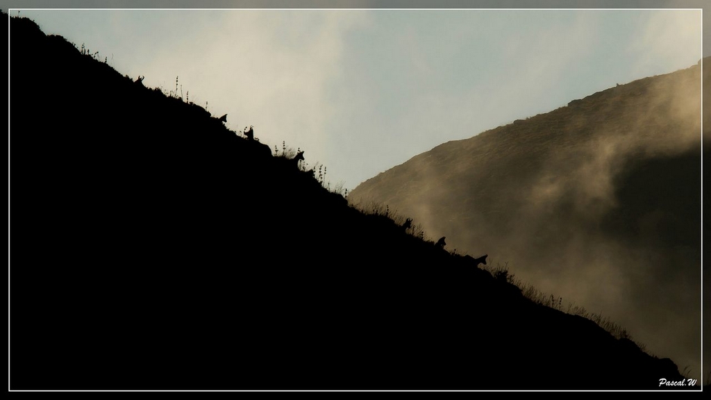 -chamois-le-fau-ombre1200-1-sur-1-.jpg