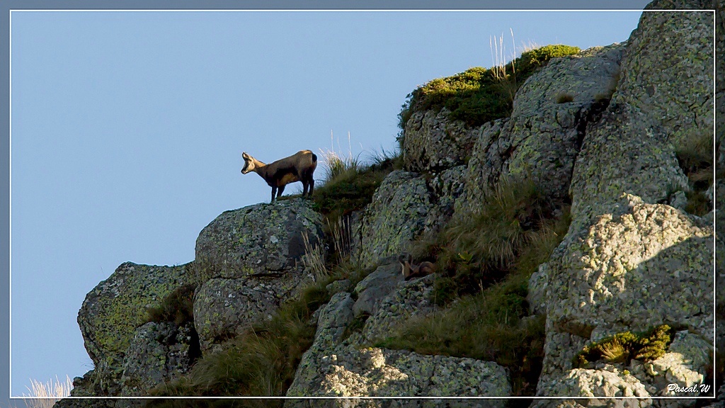 -chamois-le-fau-ombreeos.jpg