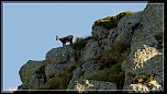 -chamois-le-fau-ombreeos.jpg