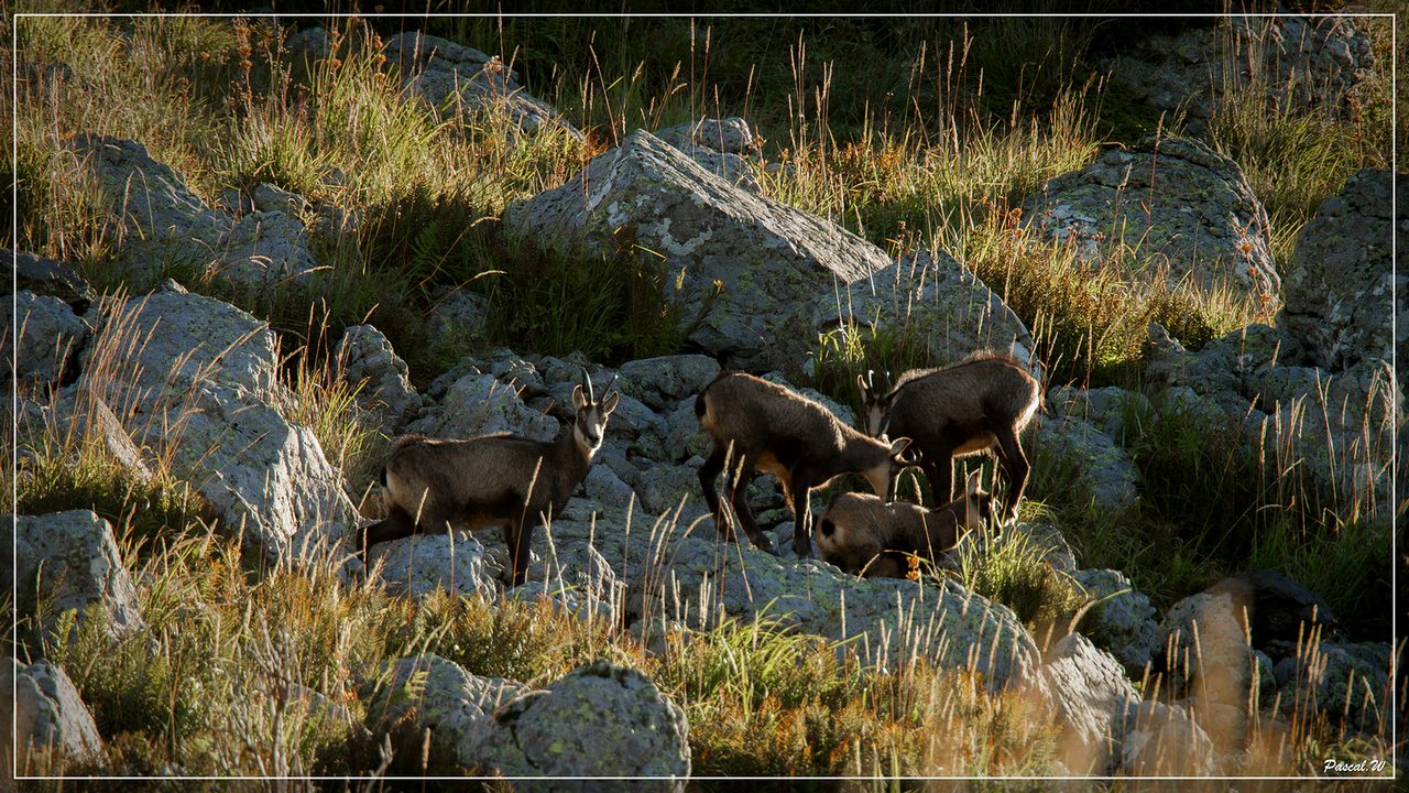 -chamois-le-faure-1920-1-sur-1-2-.jpg