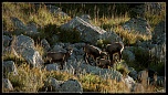 -chamois-le-faure-1920-1-sur-1-2-.jpg