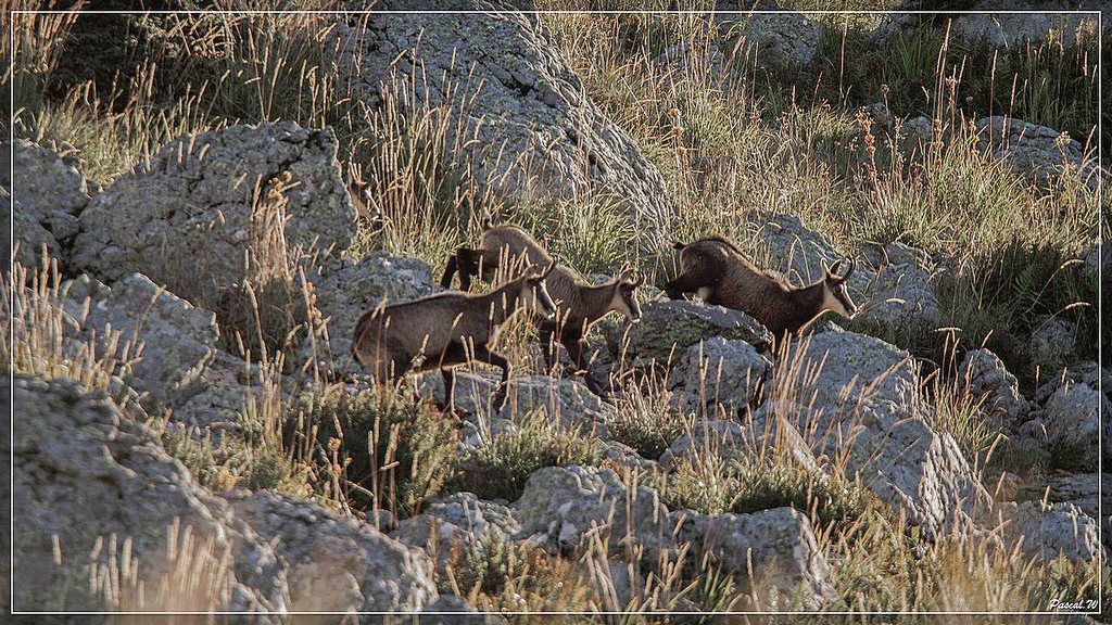 -chamois-le-fau-ombre-6-1-sur-1-.jpg