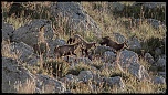 -chamois-le-fau-ombre-6-1-sur-1-.jpg