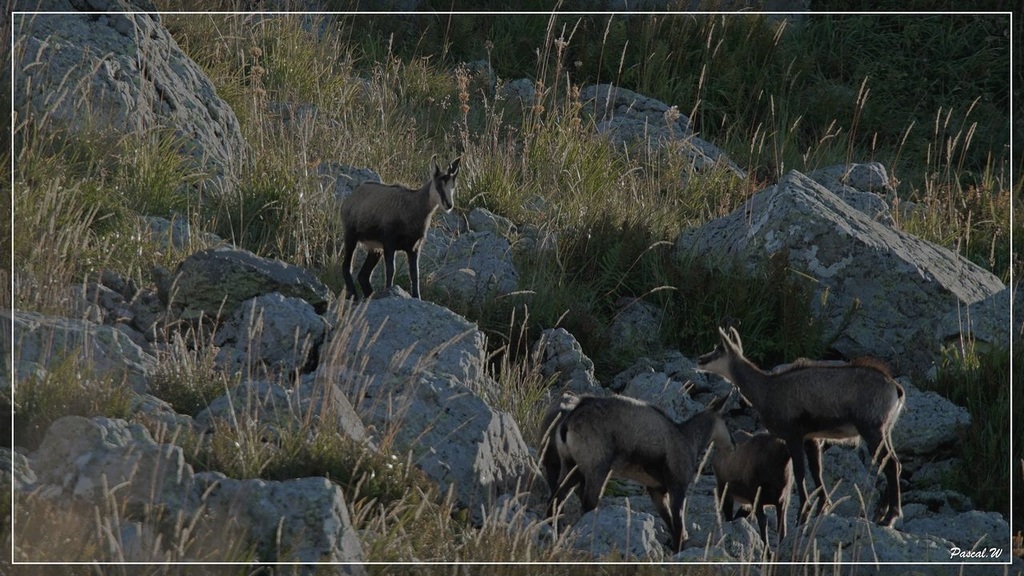 -chamois-le-fau6bis-1-sur-1-.jpg