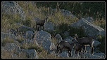 -chamois-le-fau6bis-1-sur-1-.jpg