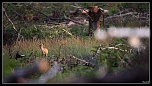 -img_0011eos.jpg