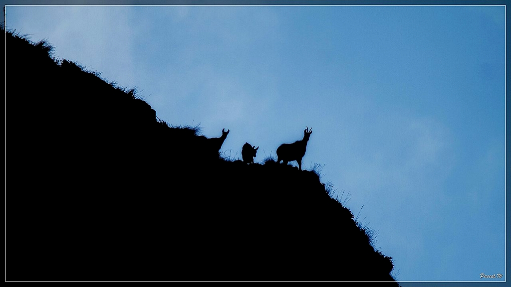 -chamois-le-fau-ombre-4-bis-1-sur-1-.jpg