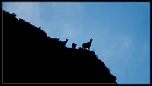 -chamois-le-fau-ombre-4-bis-1-sur-1-.jpg
