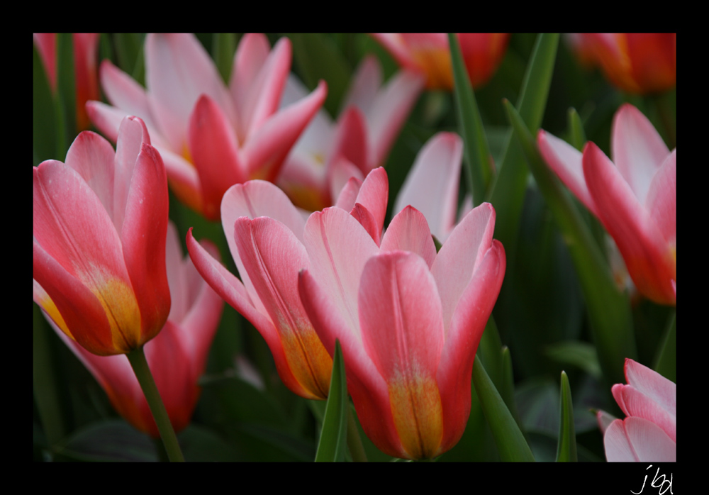Keuhenhof    Pays Bas