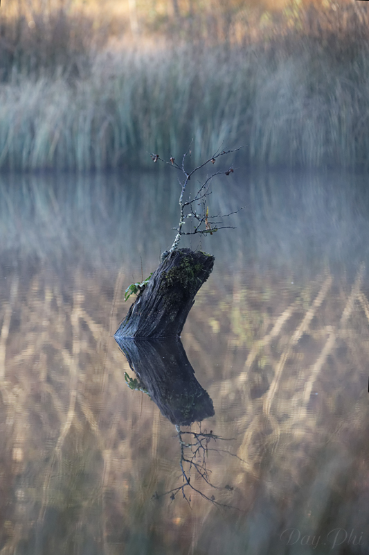 Les 10 derniers post du forum sur votre site-sortie-matinale-etang-quinsac-29-octobre-2014-1.jpg