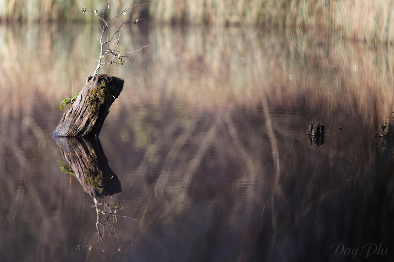 Les 10 derniers post du forum sur votre site-sortie-matinale-etang-quinsac-29-octobre-2014-3.jpg