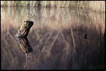 Les 10 derniers post du forum sur votre site-sortie-matinale-etang-quinsac-29-octobre-2014-3.jpg