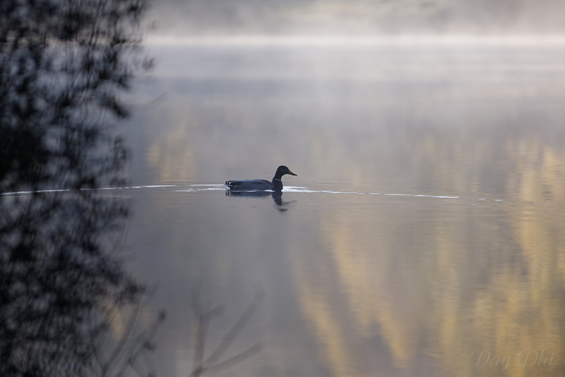 Les 10 derniers post du forum sur votre site-sortie-matinale-etang-quinsac-29-octobre-2014-4.jpg