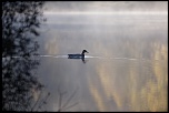 Les 10 derniers post du forum sur votre site-sortie-matinale-etang-quinsac-29-octobre-2014-4.jpg