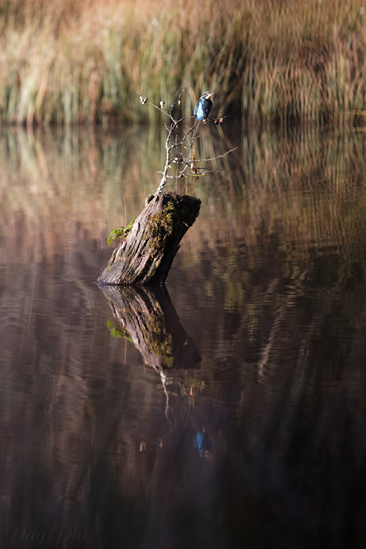 Les 10 derniers post du forum sur votre site-sortie-matinale-etang-quinsac-29-octobre-2014-5.jpg