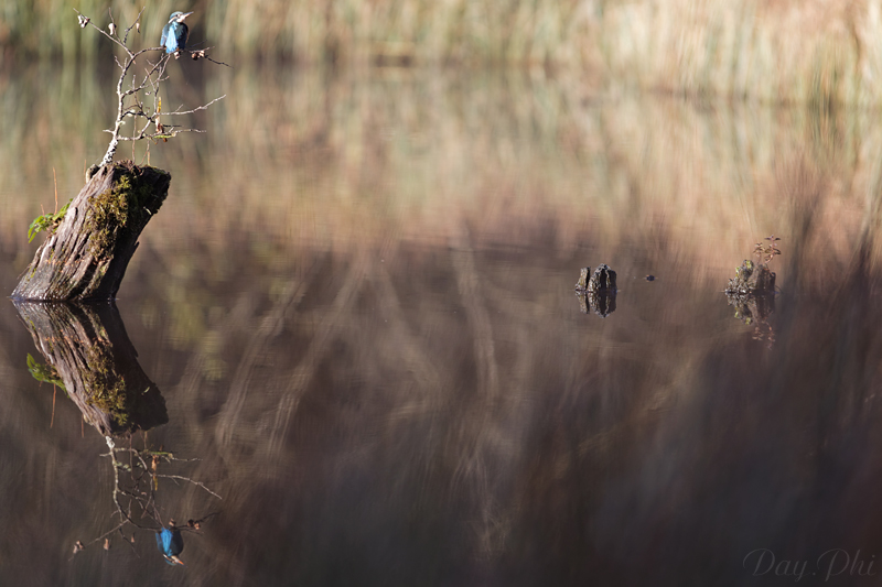 Les 10 derniers post du forum sur votre site-sortie-matinale-etang-quinsac-29-octobre-2014-6.jpg
