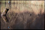 Les 10 derniers post du forum sur votre site-sortie-matinale-etang-quinsac-29-octobre-2014-6.jpg