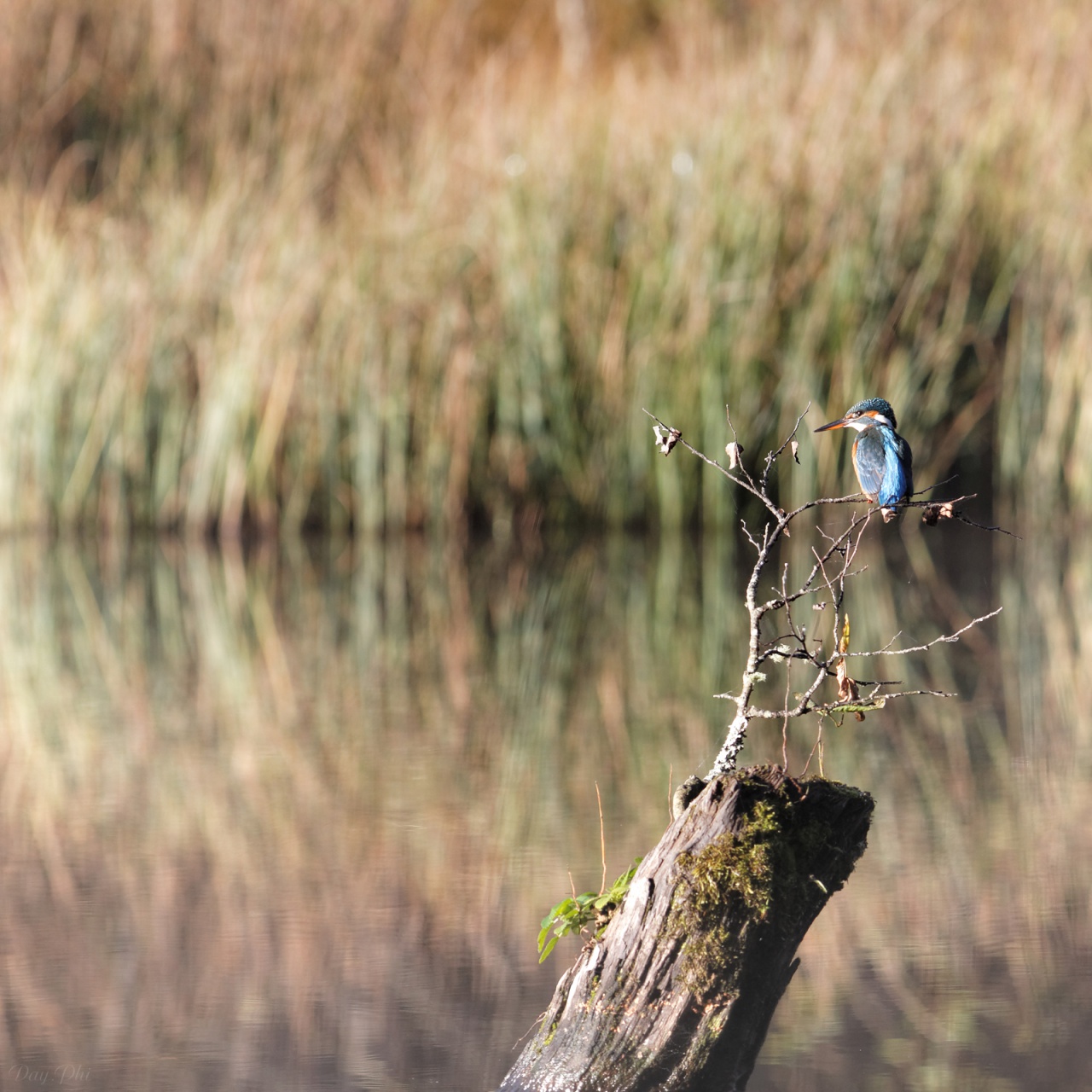 Les 10 derniers post du forum sur votre site-sortie-matinale-etang-quinsac-29-octobre-2014-8.jpg