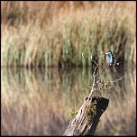 Les 10 derniers post du forum sur votre site-sortie-matinale-etang-quinsac-29-octobre-2014-8.jpg