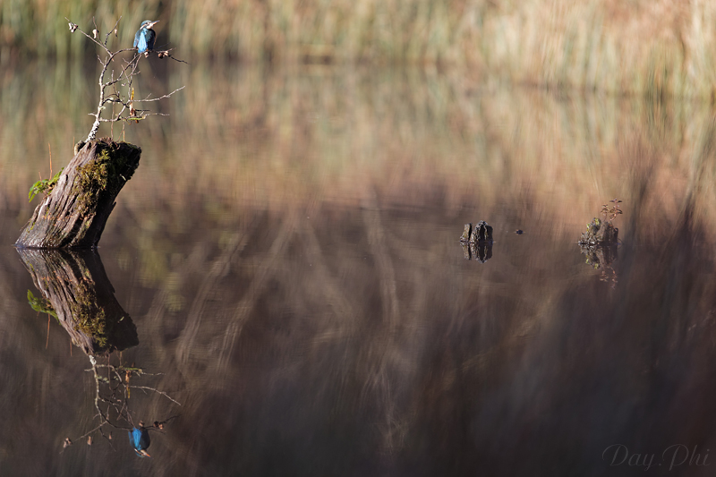 Les 10 derniers post du forum sur votre site-sortie-matinale-etang-quinsac-29-octobre-2014-9.jpg