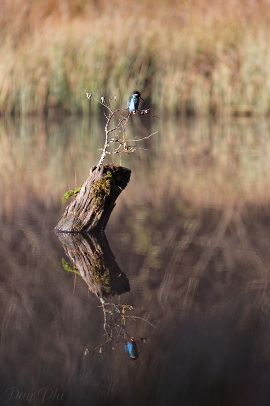Les 10 derniers post du forum sur votre site-sortie-matinale-etang-quinsac-29-octobre-2014-10.jpg