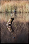 Les 10 derniers post du forum sur votre site-sortie-matinale-etang-quinsac-29-octobre-2014-10.jpg