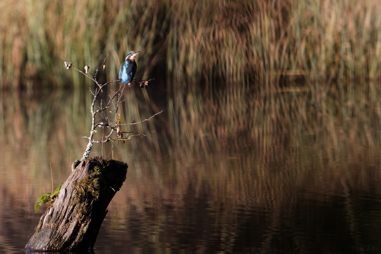Les 10 derniers post du forum sur votre site-sortie-matinale-etang-quinsac-29-octobre-2014-11.jpg