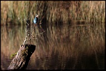 Les 10 derniers post du forum sur votre site-sortie-matinale-etang-quinsac-29-octobre-2014-11.jpg