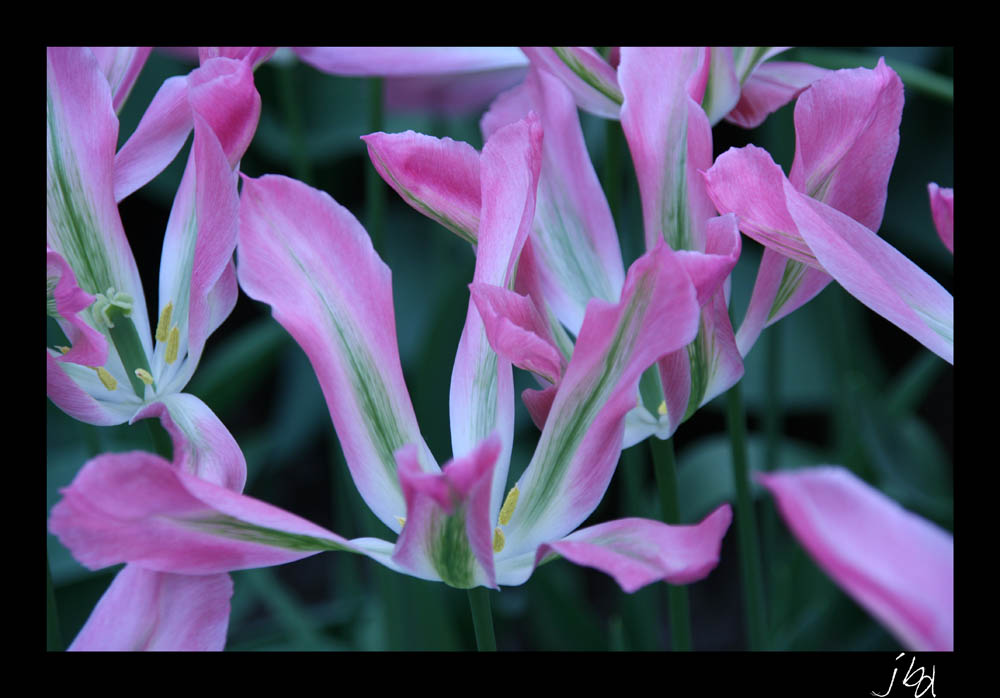 Tulipes toiles     Keuhenhof     Pays Bas