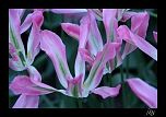 Tulipes toiles     Keuhenhof     Pays Bas