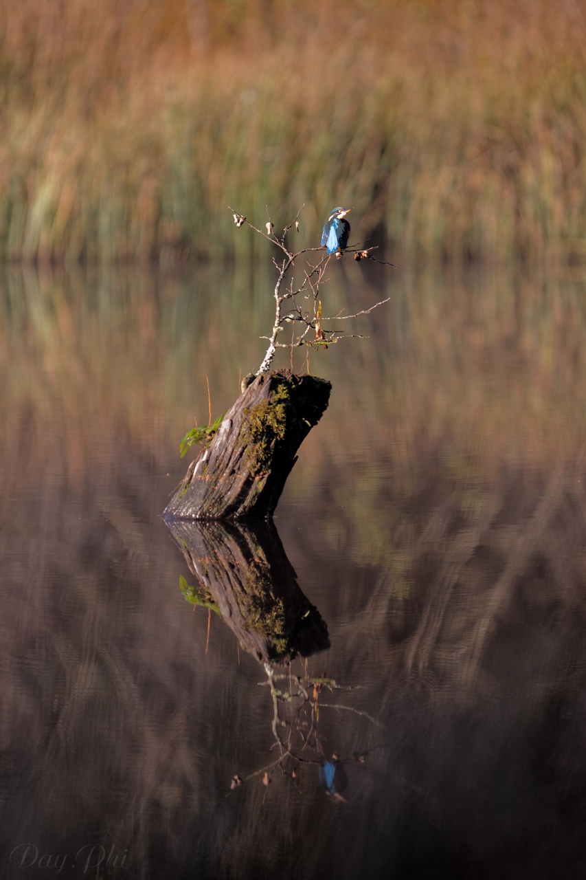 Les 10 derniers post du forum sur votre site-sortie-matinale-etang-quinsac-29-octobre-2014-12.jpg