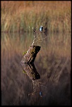 Les 10 derniers post du forum sur votre site-sortie-matinale-etang-quinsac-29-octobre-2014-12.jpg