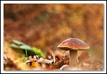 Les 10 derniers post du forum sur votre site-img_7209.jpg