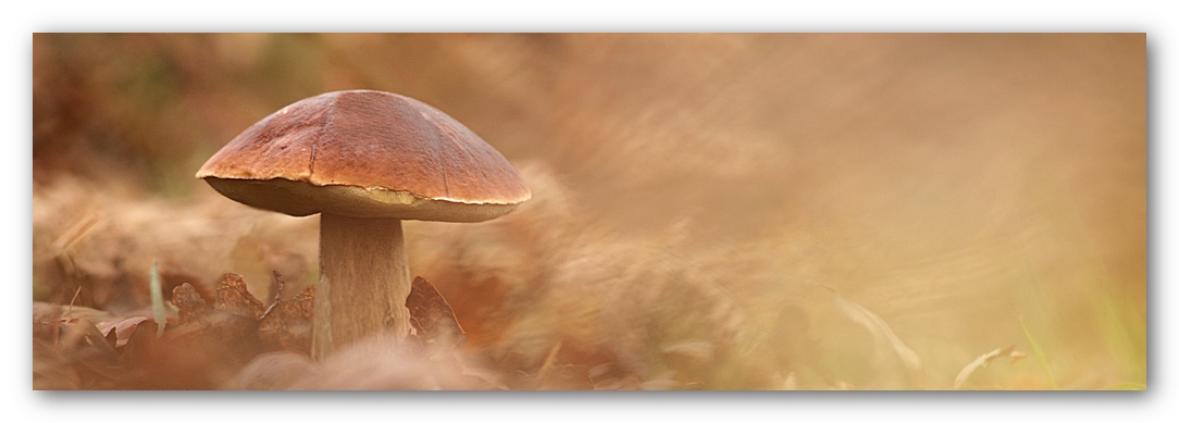 Les 10 derniers post du forum sur votre site-img_7210.jpg