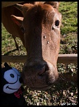 Les 10 derniers post du forum sur votre site-_mg_6128-copier-.jpg