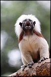 -saguinus-oedipus2.jpg