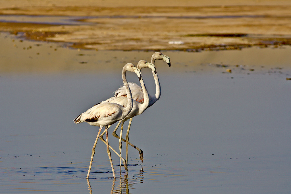 -flamants.jpg