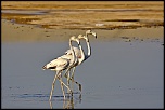 -flamants.jpg